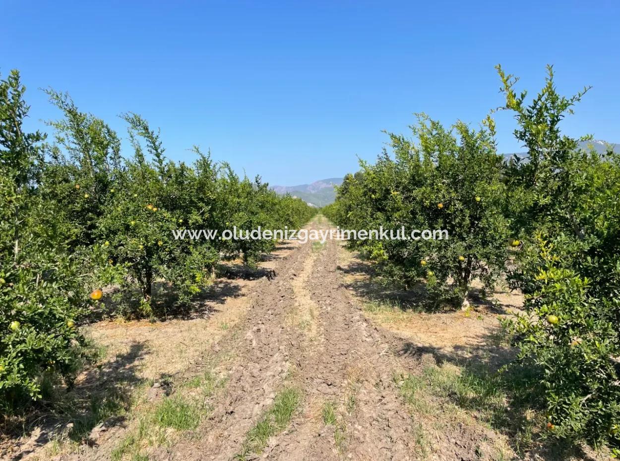 10,000M2 Pomegranate Garden For Sale In Dalyan Arıkbaşı And Gerendüzün