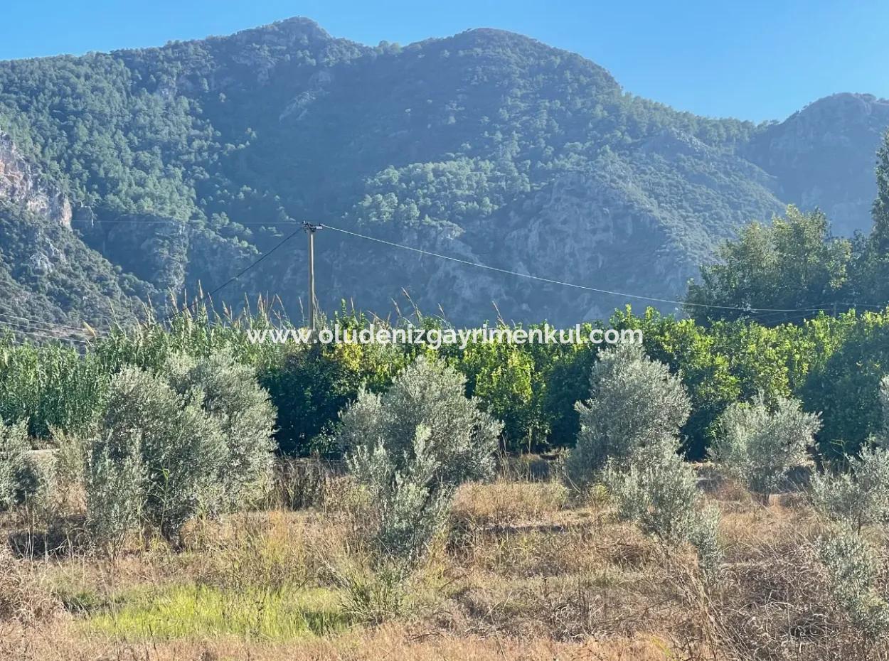 2D Lemon Orchard For Sale In Marmarli, Dalyan