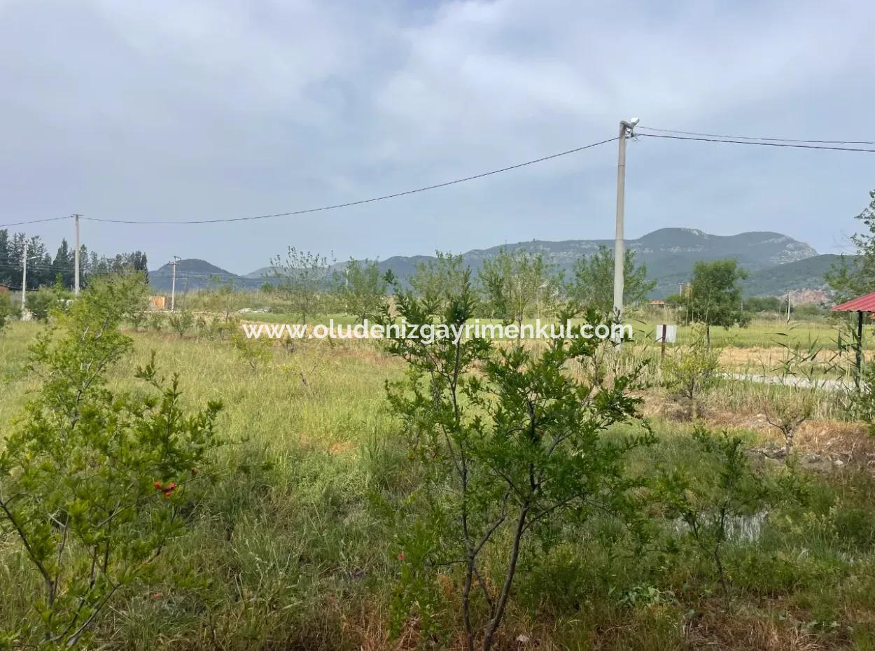 Field For Sale 6500M2 In Dalyan