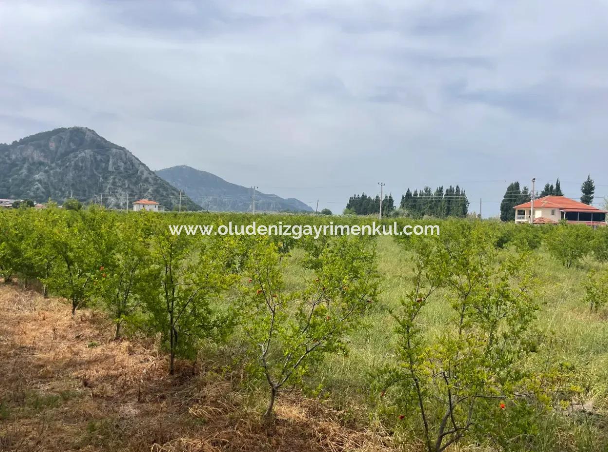 Field For Sale 6500M2 In Dalyan