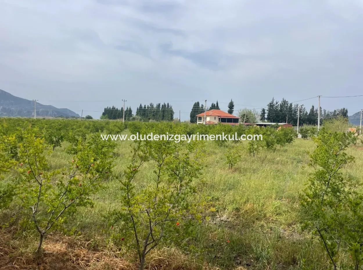 Field For Sale 6500M2 In Dalyan