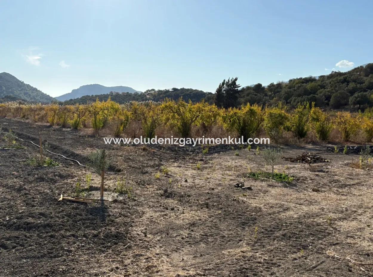 19.663M2 Farm Land And House For Sale In Eskiköy