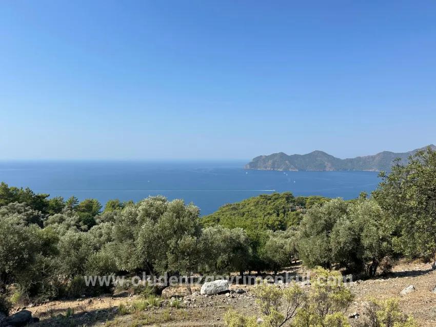 Для продажи Поле в Çandır Köyceğiz - Под Поле застройку - 21.000 m²