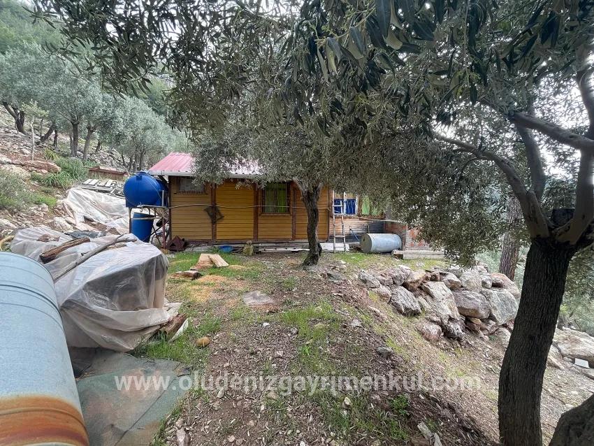 Для продажи Поле в Ekincik Köyceğiz - Под Оливковая роща застройку - 7.000 m²
