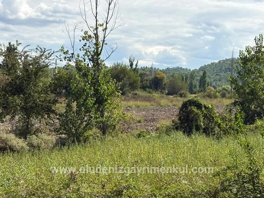 Для продажи Поле в Zeytinalanı Köyceğiz - Под Поле застройку - 10.500 m²