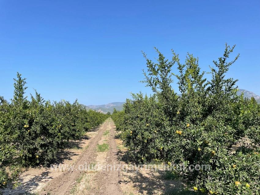 Для продажи Поле в Dalyan Ortaca - Под Жилье застройку - 10.000 m²