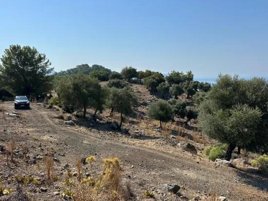 В Çandır с видом на море 21.000 m2 продаётся 2b поле
