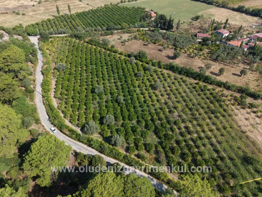 Köyceğiz Çandır Mahallesinde kanala sıfır 20.000m2 satılık tarla