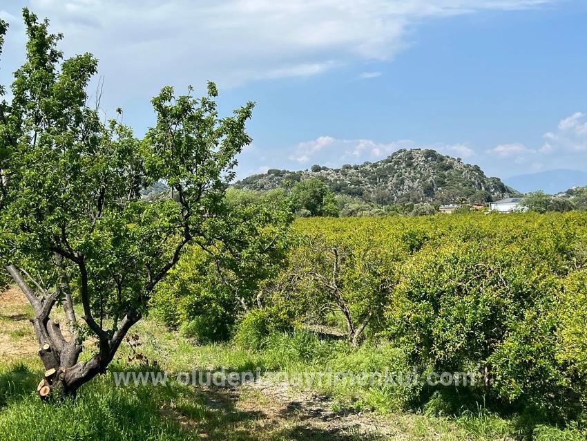 Dalyan Maraş Mevkiinden 5,100m2 %5 Konut İmarlı Satılık Arsa