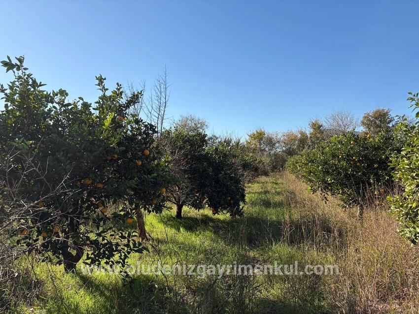 Ortaca Dalyan Mah. Satılık Tarla - Tarla İmar Durumlu - 4.541 m²