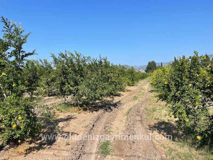 Dalyan Arıkbaşı Gerendüzü Mevkiinde 10,000m2 Satılık Nar Bahçesi