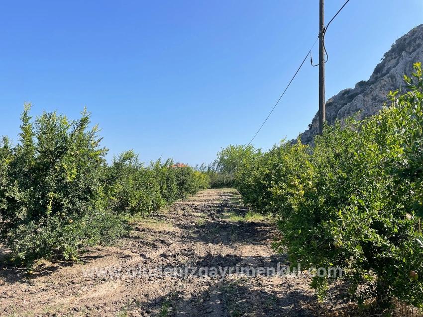 Dalyan Arıkbaşı Gerendüzü Mevkiinde 10,000m2 Satılık Nar Bahçesi