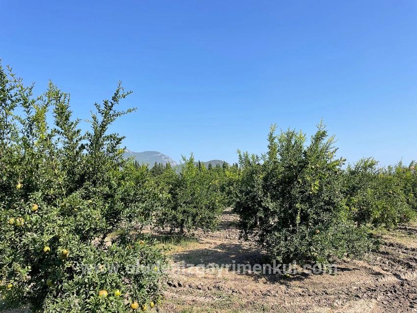 Dalyan Arıkbaşı Gerendüzü Mevkiinde 10,000m2 Satılık Nar Bahçesi