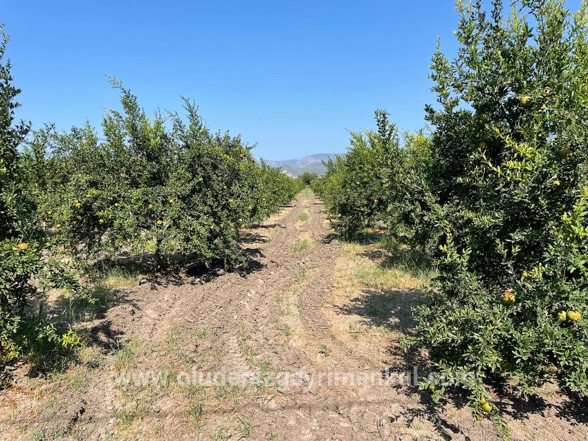 Dalyan Arıkbaşı Gerendüzü Mevkiinde 10,000m2 Satılık Nar Bahçesi