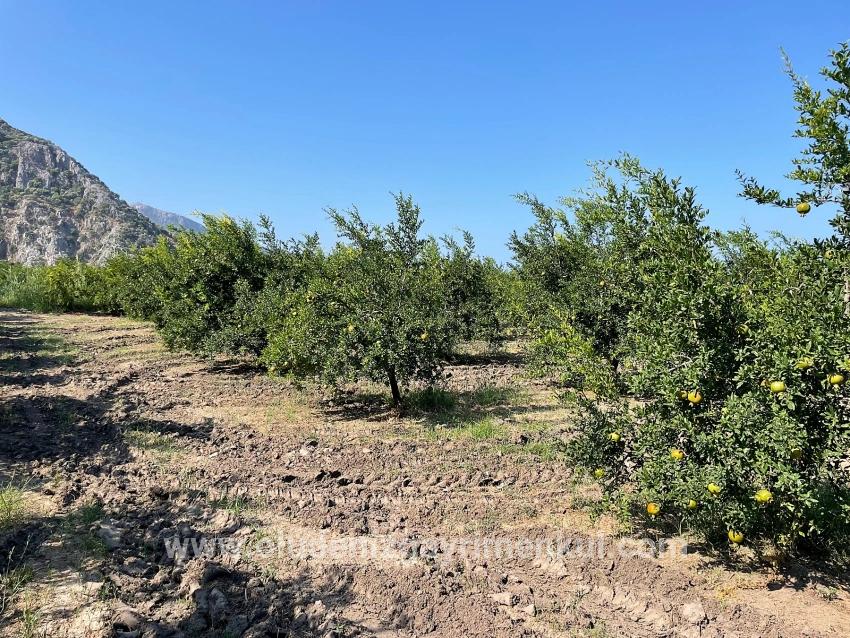Dalyan Arıkbaşı Gerendüzü Mevkiinde 10,000m2 Satılık Nar Bahçesi
