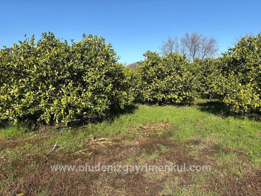 Dalyan'da 16.500m2 Satılık Limon Bahçesi
