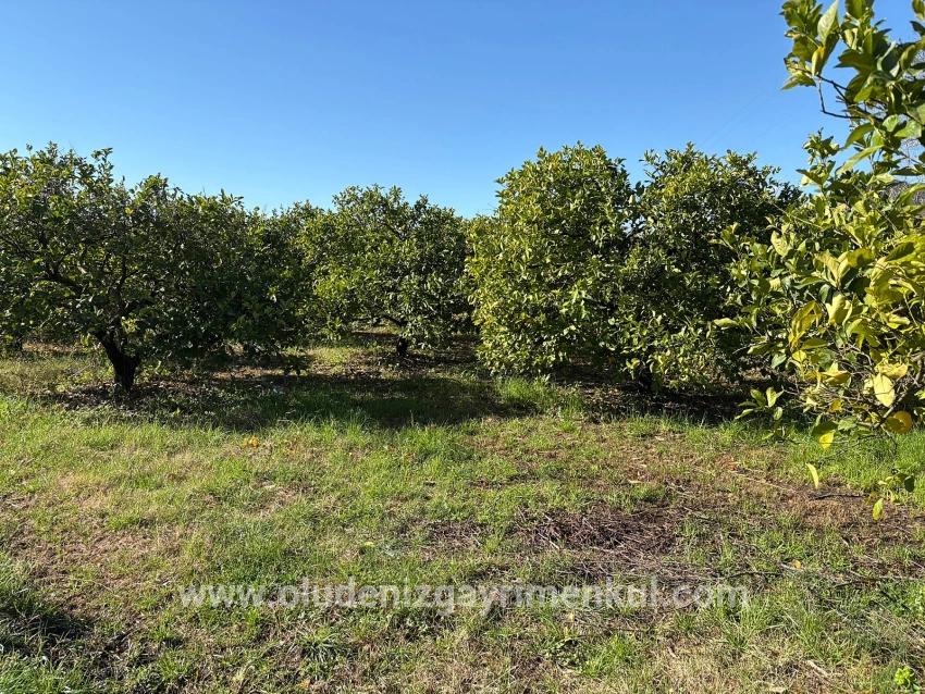 Dalyan'da 16.500m2 Satılık Limon Bahçesi