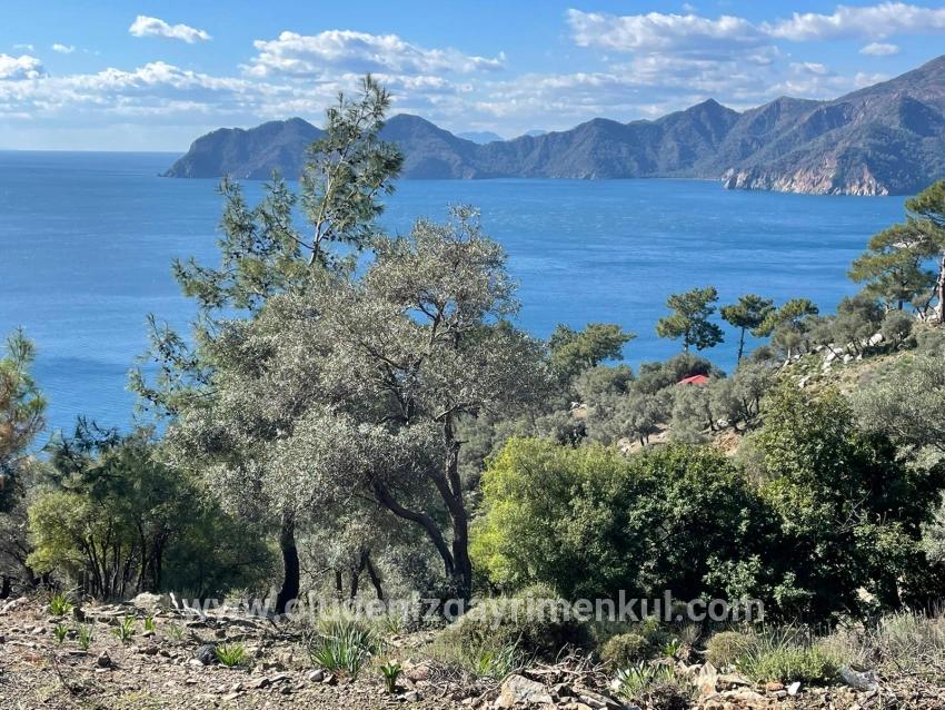 Çandır Full Deniz Manzaralı 20.000m2 Satılık 2b