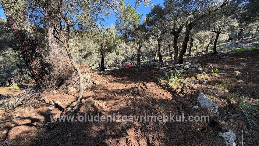 Köyceğiz Çandır Mah. Satılık Tarla - Konut İmar Durumlu - 5.715 m²