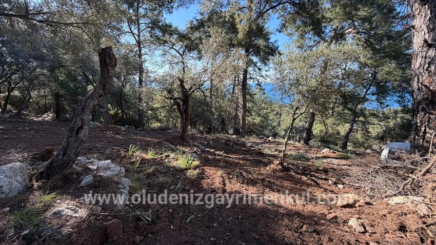 Köyceğiz Çandır Mah. Satılık Tarla - Konut İmar Durumlu - 5.715 m²