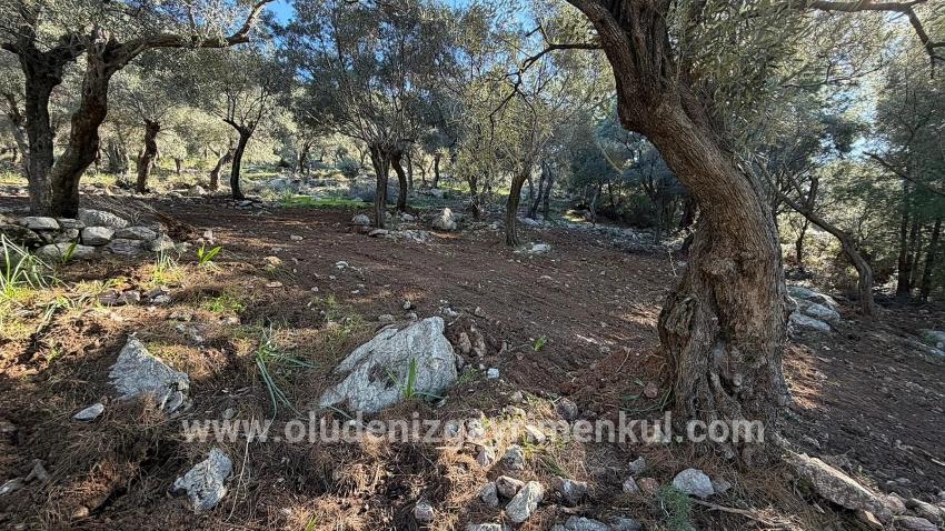 Köyceğiz Çandır Mah. Satılık Tarla - Konut İmar Durumlu - 5.715 m²