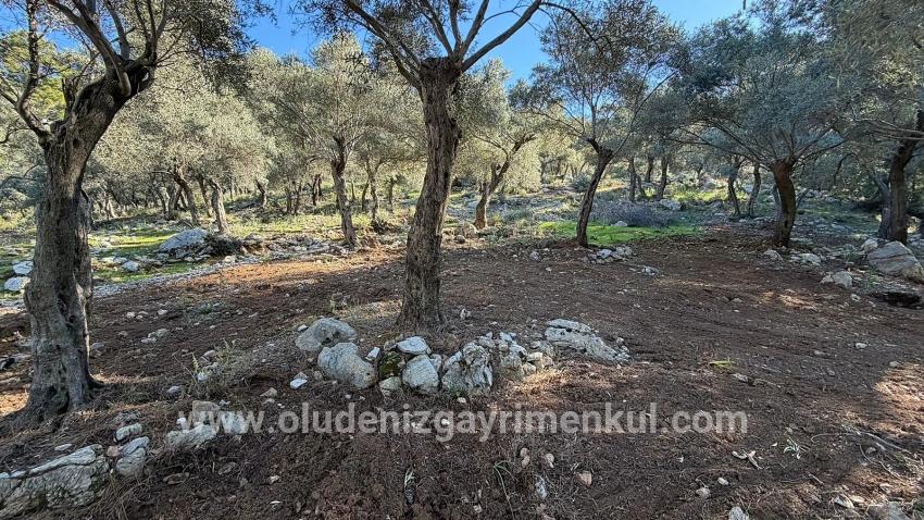 Köyceğiz Çandır Mah. Satılık Tarla - Konut İmar Durumlu - 5.715 m²