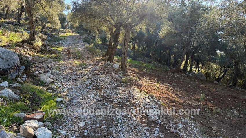 Köyceğiz Çandır Mah. Satılık Tarla - Konut İmar Durumlu - 5.715 m²