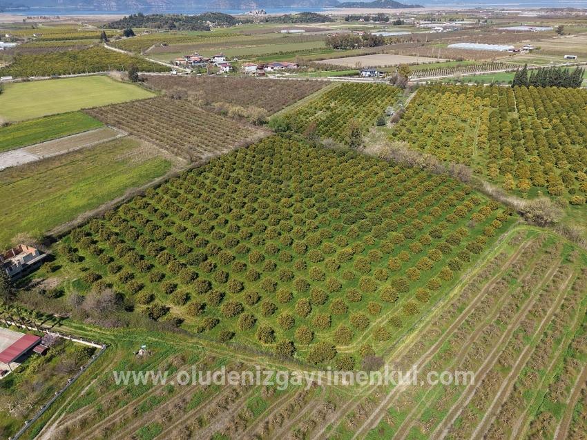 Dalyan Merkeze Yakın 17.550m2 Satılık Bağ-bahçe