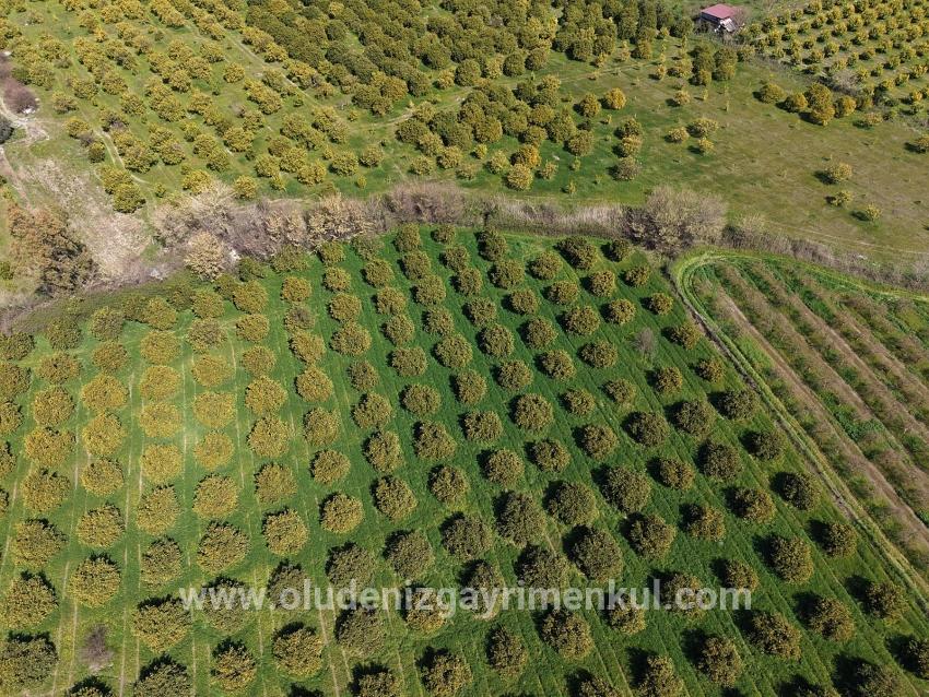 Dalyan Merkeze Yakın 17.550m2 Satılık Bağ-bahçe