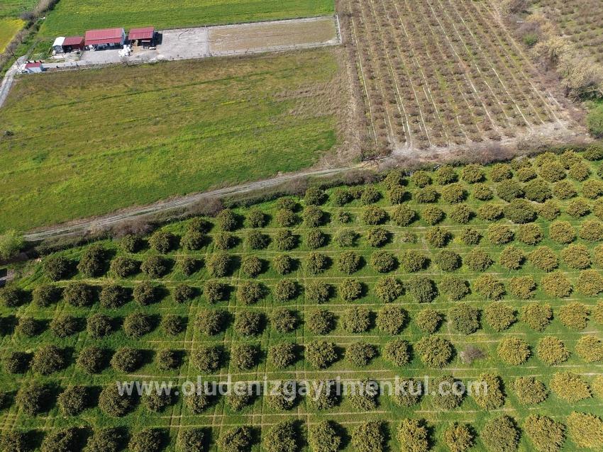 Dalyan Merkeze Yakın 17.550m2 Satılık Bağ-bahçe