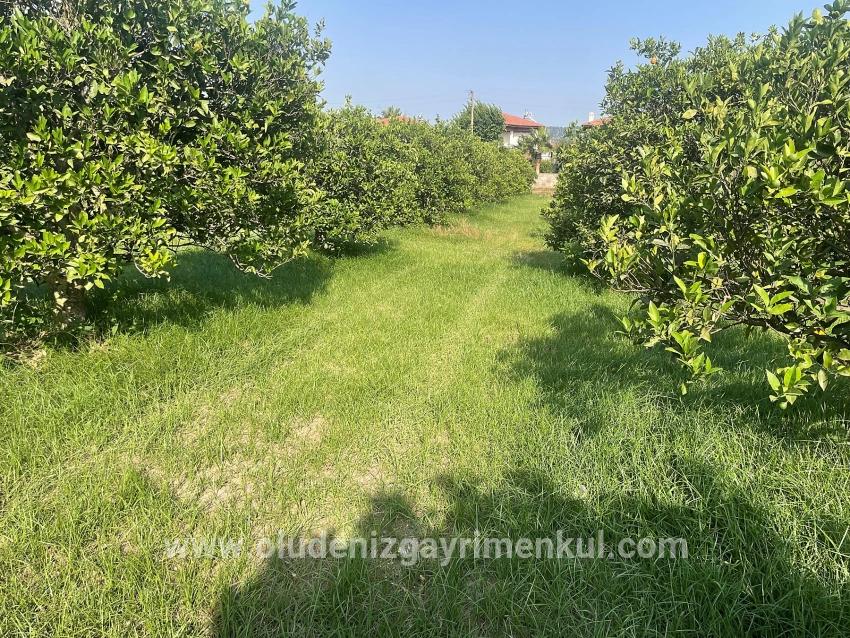 Dalyan Gülpınar'da 722m2 Satılık Arsa