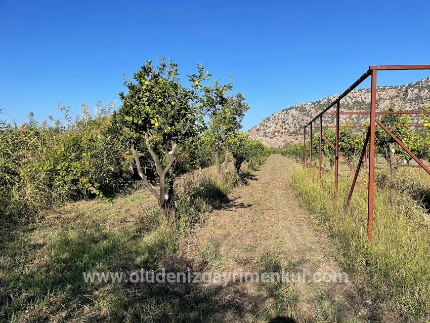 Dalyan'da Merkeze Yakın 6600m2 Satılık Tarla