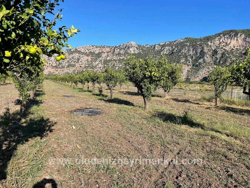Dalyan'da Merkeze Yakın 6600m2 Satılık Tarla