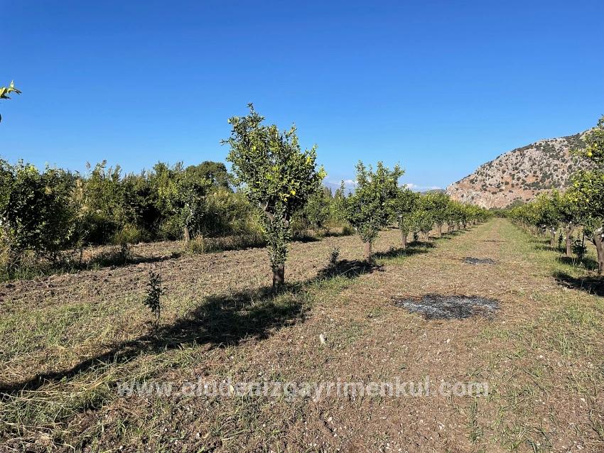 Dalyan'da Merkeze Yakın 6600m2 Satılık Tarla