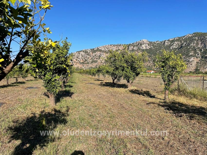 Dalyan'da Merkeze Yakın 6600m2 Satılık Tarla