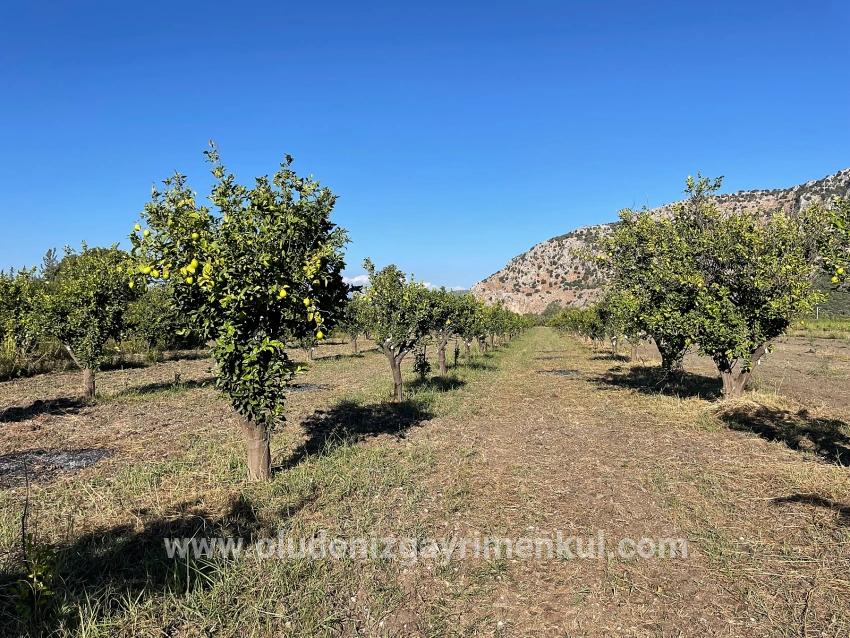 Dalyan'da Merkeze Yakın 6600m2 Satılık Tarla