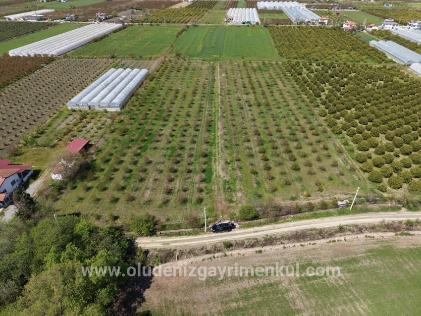 Eskiköy'de 16000m2 Satılık Nar Bahçesi