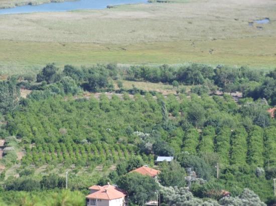 Köyceğiz Çandır'da 19.334m2 Satılık Tarla