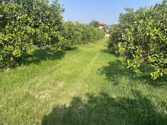 Dalyan Gülpınar'da 722m2 Satılık Arsa