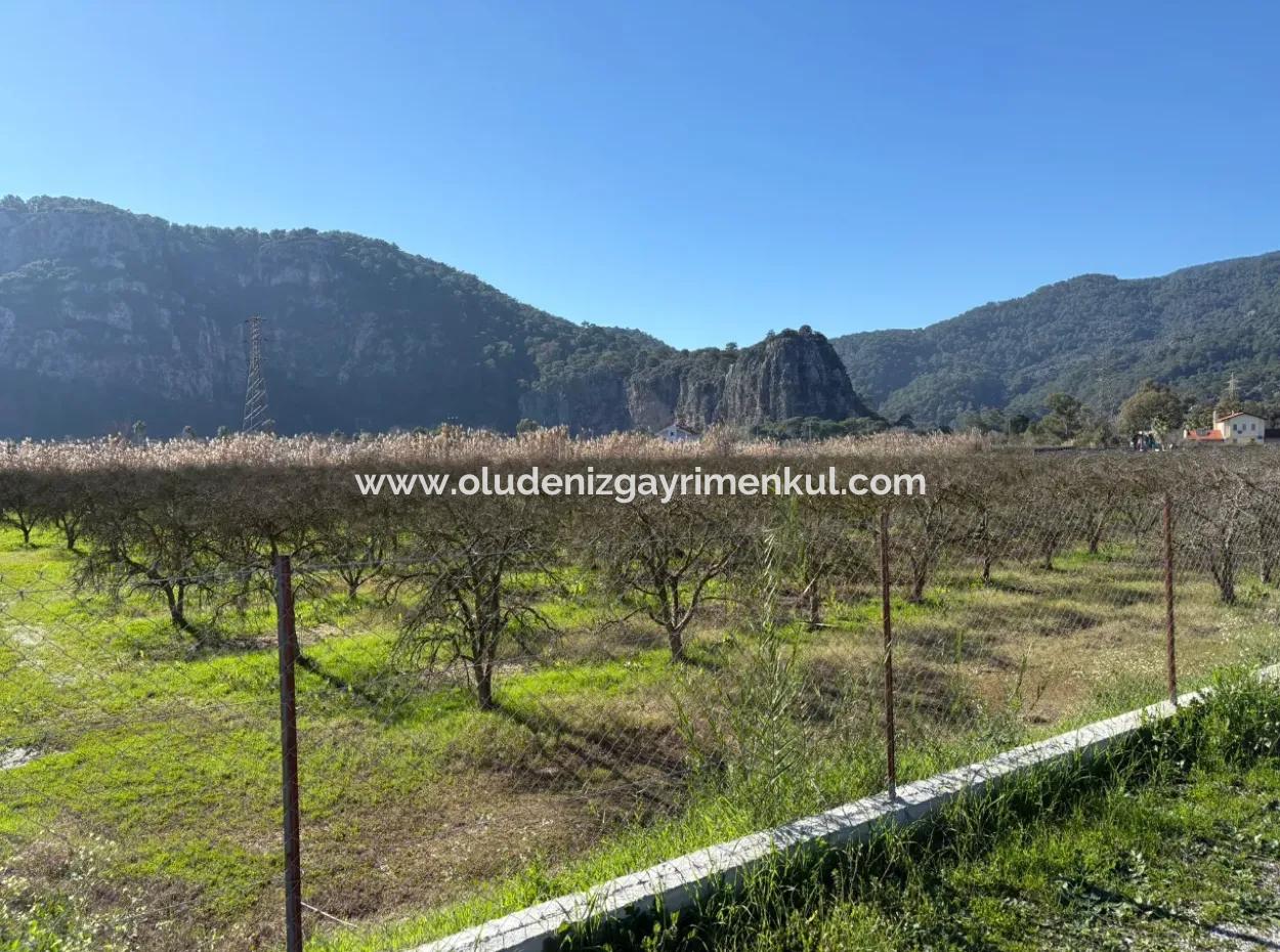 Dalyan'da Bağ Bahçe Olarak 5985M2 %5 İmarlı Satılık Arsa