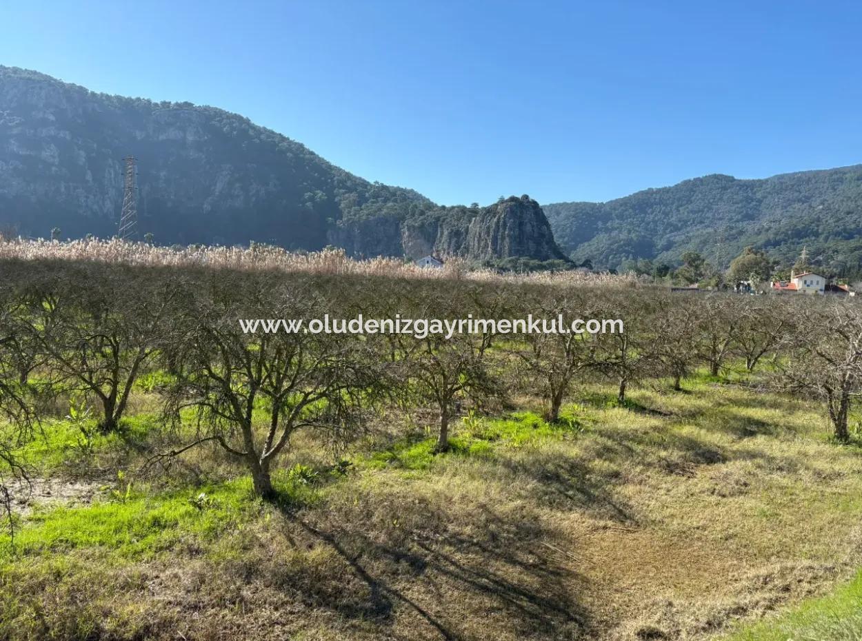 Dalyan'da Bağ Bahçe Olarak 5985M2 %5 İmarlı Satılık Arsa