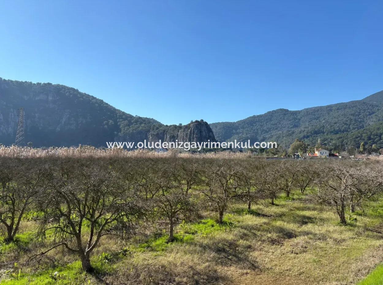 Dalyan'da Bağ Bahçe Olarak 5985M2 %5 İmarlı Satılık Arsa