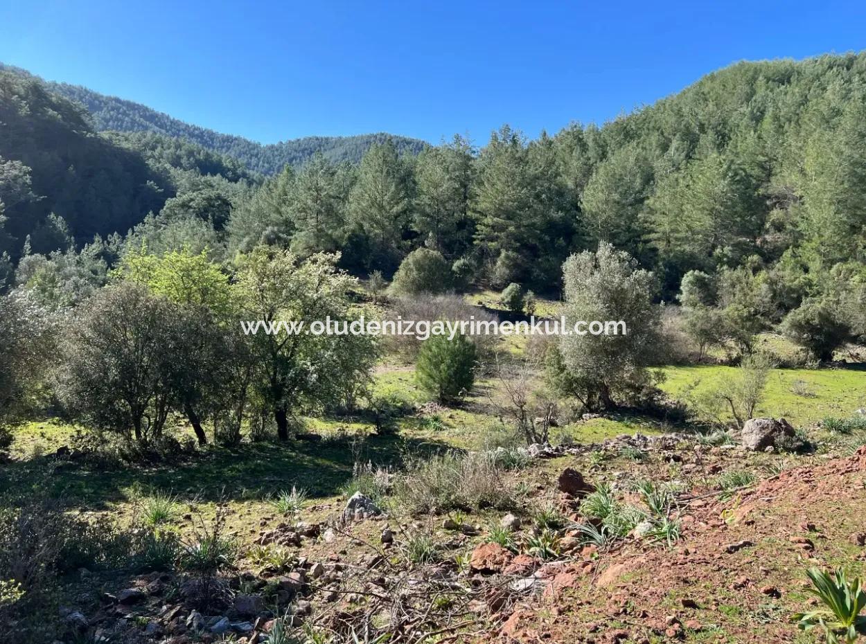 Gökbel'de Doğa Ve Orman İçerisinde Satılık Tarla