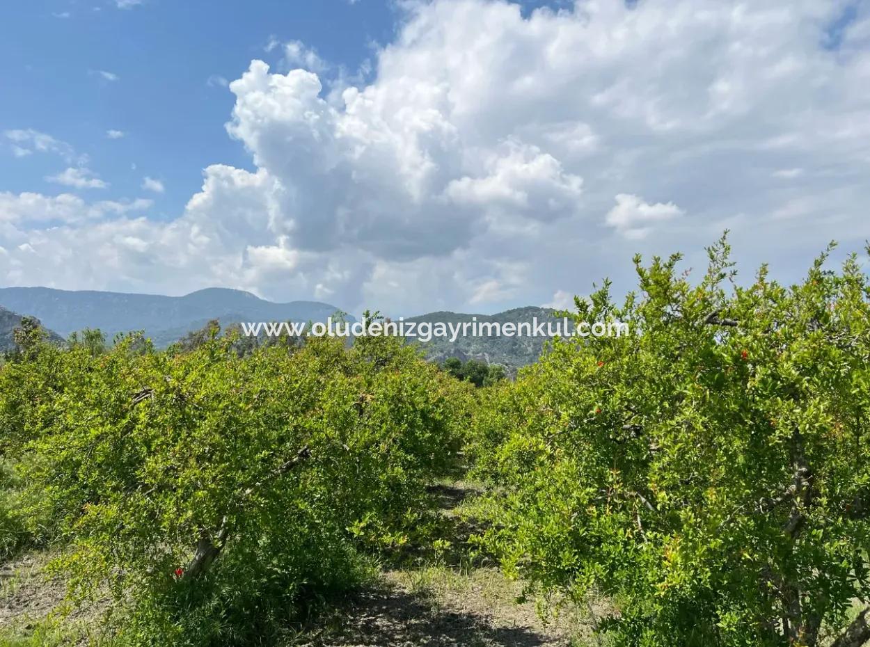 Dalyan Maraş Mevkiinden 5,100M2 %5 Konut İmarlı Satılık Arsa