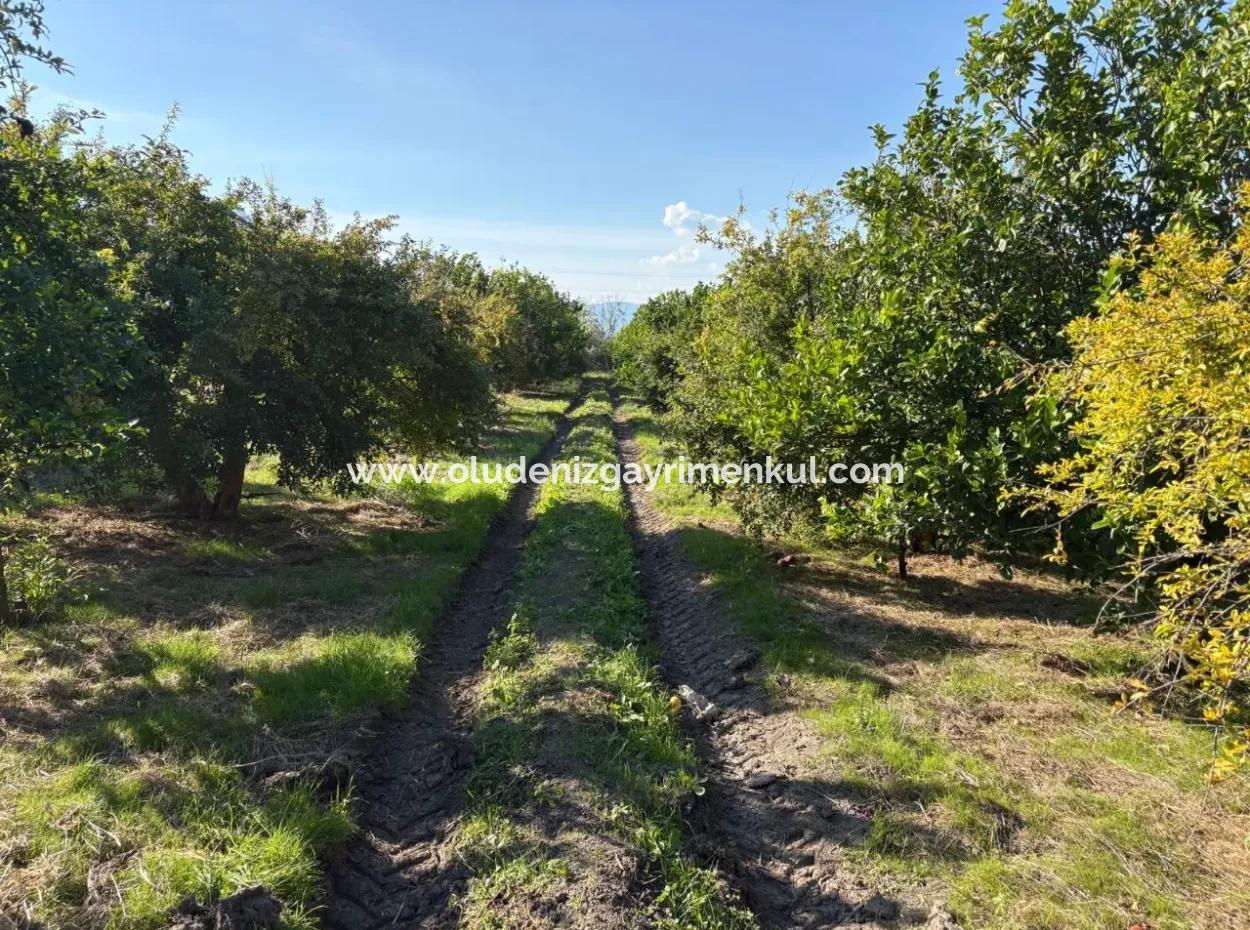 Eskiköy'de 6150M2 Satılık Limon Ve Nar Bahçesi