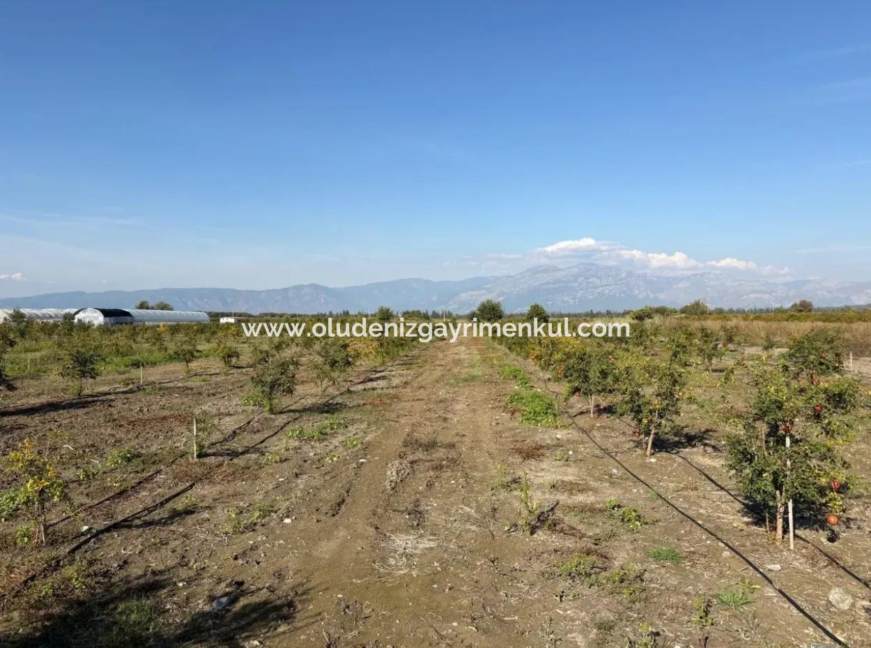 Eskiköy'de 21500M2 Satılık Nar Bahçesi