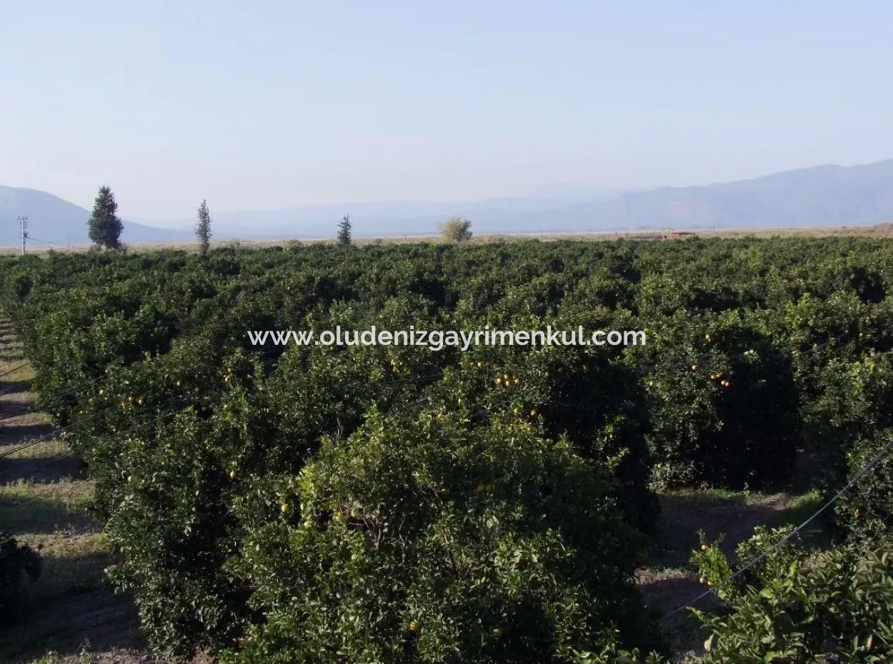 Tepearasında Satılık Bahçe Ortaca Tepearasında 65,000M2 Satılık Partakal Bahçe