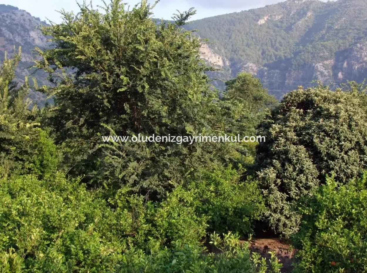 Dalyan Satılık Arsa Dalyan Merkeze Yakın 987M2 Satılık Arsa