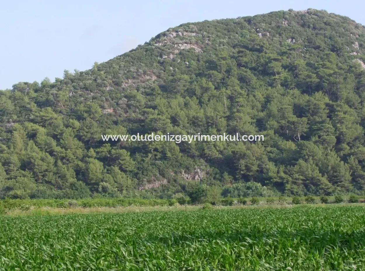 Dalyan Satılık Tarla Dalyan Merkeze Yakın 14,612M2 Satılık Tarla