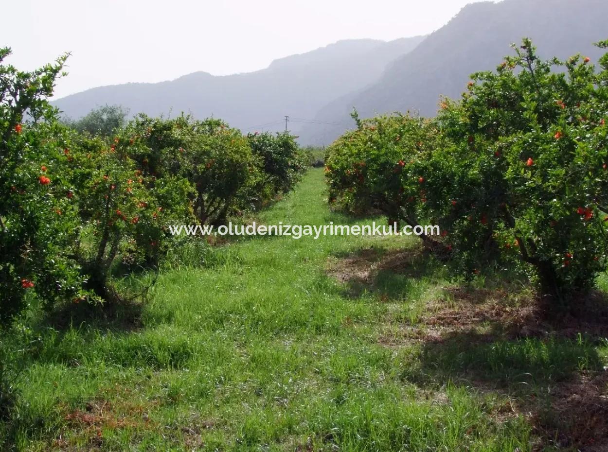 Dalyan İztuzu Satılık Bahçe Dalyan Göle Sıfır Satılık Arsa